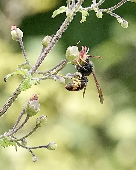 Asian hornet